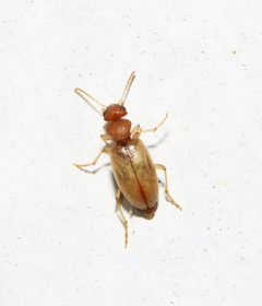 Amblyderus pallens by (c) Gordon C. Snelling, some rights reserved (CC BY), uploaded by Gordon C. Snelling. Used under a CC-BY license.