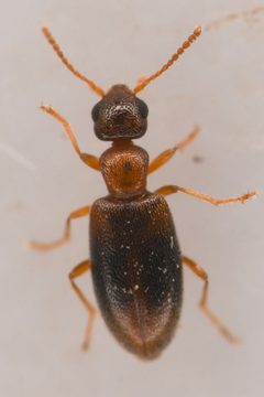 Anthicus bellulus by (c) Trevor Van Loon, some rights reserved (CC BY), uploaded by Trevor Van Loon. Used under a CC-BY license.