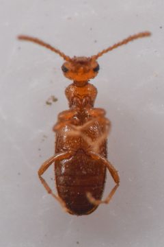 Anthicus falli by (c) Trevor Van Loon, some rights reserved (CC BY), uploaded by Trevor Van Loon. Used under a CC-BY license.