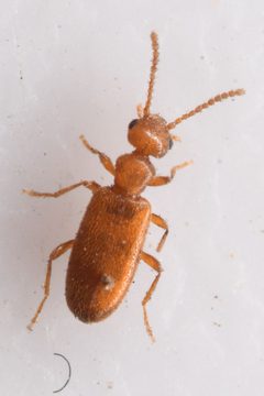 Anthicus falli by (c) Trevor Van Loon, some rights reserved (CC BY), uploaded by Trevor Van Loon. Used under a CC-BY license.
