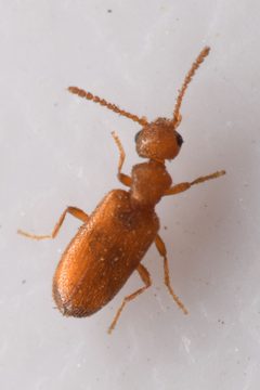 Anthicus falli by (c) Trevor Van Loon, some rights reserved (CC BY), uploaded by Trevor Van Loon. Used under a CC-BY license.