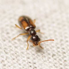 Anthicus haldemani by (c) Justin Williams, some rights reserved (CC BY), uploaded by Justin Williams. Used under a CC-BY license.