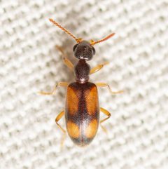 Anthicus haldemani by (c) Justin Williams, some rights reserved (CC BY), uploaded by Justin Williams. Used under a CC-BY license.