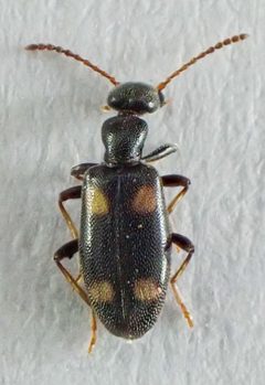 Anthicus lecontei by (c) Don Loarie, some rights reserved (CC BY), uploaded by Don Loarie. Used under a CC-BY license.