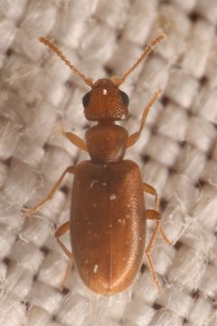 Anthicus nanus by (c) Trevor Van Loon, some rights reserved (CC BY), uploaded by Trevor Van Loon. Used under a CC-BY license.