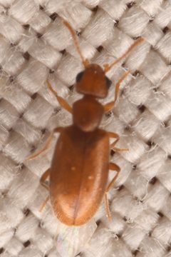 Anthicus nanus by (c) Trevor Van Loon, some rights reserved (CC BY), uploaded by Trevor Van Loon. Used under a CC-BY license.