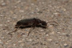 Bactrocerus concolor by (c) Isaac Ethington, some rights reserved (CC BY), uploaded by Isaac Ethington. Used under a CC-BY license.