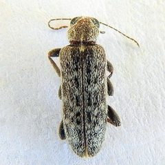Duboisius arizonensis by (c) jimeckert49, some rights reserved (CC BY). Used under a CC-BY license.