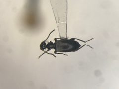 Ischyropalpus obscurus by no rights reserved, uploaded by Nick Bédard. Used under a CC0 license.