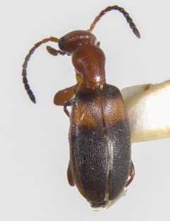 Ischyropalpus pinalicus by (c) Andrew Meeds, some rights reserved (CC BY), uploaded by Andrew Meeds. Used under a CC-BY license.