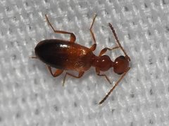 Ischyropalpus subtilissimus by (c) Sam Kieschnick, some rights reserved (CC BY), uploaded by Sam Kieschnick. Used under a CC-BY license.