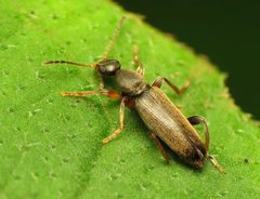 Macratria murina by (c) Katja Schulz, some rights reserved (CC BY). Used under a CC-BY license.