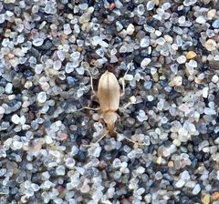 Mecynotarsus delicatulus by (c) Matt Berger, some rights reserved (CC BY), uploaded by Matt Berger. Used under a CC-BY license.