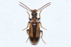 Notoxus anchora by (c) Owen Strickland, some rights reserved (CC BY), uploaded by Owen Strickland. Used under a CC-BY license.