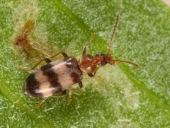 Notoxus balteatus by (c) jcowles, some rights reserved (CC BY), uploaded by jcowles. Used under a CC-BY license.