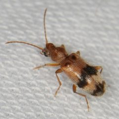 Notoxus calcaratus by (c) Elliott Gordon, some rights reserved (CC BY), uploaded by Elliott Gordon. Used under a CC-BY license.