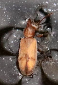 Notoxus marginatus by (c) Catherine C. Galley, some rights reserved (CC BY), uploaded by Catherine C. Galley. Used under a CC-BY license.