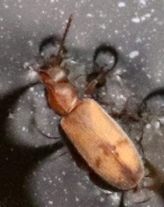 Notoxus marginatus by (c) Catherine C. Galley, some rights reserved (CC BY), uploaded by Catherine C. Galley. Used under a CC-BY license.