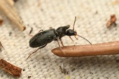 Notoxus nevadensis by (c) Trevor Van Loon, some rights reserved (CC BY), uploaded by Trevor Van Loon. Used under a CC-BY license.