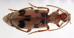 Notoxus robustus by (c) Dave, some rights reserved (CC BY), uploaded by Dave. Used under a CC-BY license.