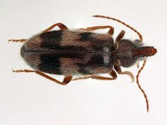 Notoxus serratus by (c) Dave, some rights reserved (CC BY), uploaded by Dave. Used under a CC-BY license.