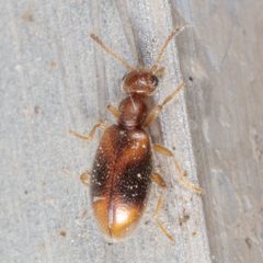 Sapintus lemniscatus by (c) Victor Engel, some rights reserved (CC BY), uploaded by Victor Engel. Used under a CC-BY license.