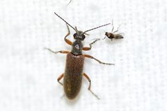 Stereopalpus vestitus by (c) Owen Strickland, some rights reserved (CC BY), uploaded by Owen Strickland. Used under a CC-BY license.