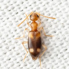 Stricticomus tobias by (c) Justin Williams, some rights reserved (CC BY), uploaded by Justin Williams. Used under a CC-BY license.