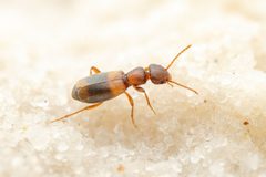 Tanarthrus brevipennis by (c) Jake Nitta, some rights reserved (CC BY), uploaded by Jake Nitta. Used under a CC-BY license.