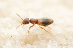 Tanarthrus brevipennis by (c) Jake Nitta, some rights reserved (CC BY), uploaded by Jake Nitta. Used under a CC-BY license.