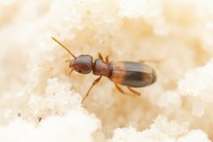 Tanarthrus brevipennis by (c) Jake Nitta, some rights reserved (CC BY), uploaded by Jake Nitta. Used under a CC-BY license.