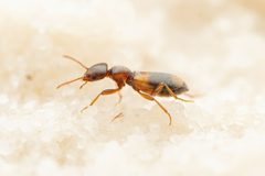 Tanarthrus brevipennis by (c) Jake Nitta, some rights reserved (CC BY), uploaded by Jake Nitta. Used under a CC-BY license.