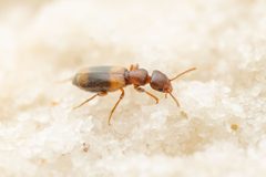 Tanarthrus brevipennis by (c) Jake Nitta, some rights reserved (CC BY), uploaded by Jake Nitta. Used under a CC-BY license.