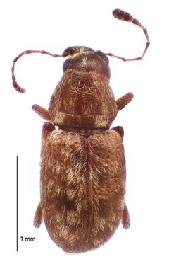 Stenocerini by (c) Landcare Research New Zealand Ltd, some rights reserved (CC BY). Used under a CC-BY license.