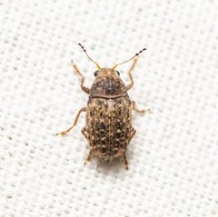 Araecerus fasciculatus by (c) Justin Williams, some rights reserved (CC BY), uploaded by Justin Williams. Used under a CC-BY license.