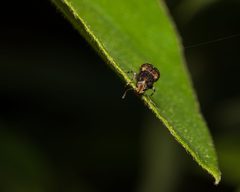 Brachycorynus rectus by (c) Joshua Liverman, some rights reserved (CC BY), uploaded by Joshua Liverman. Used under a CC-BY license.