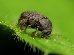 Choragus by (c) Katja Schulz, some rights reserved (CC BY). Used under a CC-BY license.