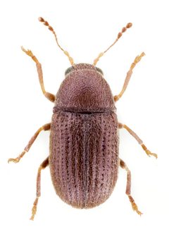 Choragus by (c) 
John Hallmén, some rights reserved (CC BY). Used under a CC-BY license.
