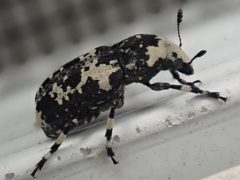 Euparius lugubris by (c) Cole Shoemaker, some rights reserved (CC BY), uploaded by Cole Shoemaker. Used under a CC-BY license.