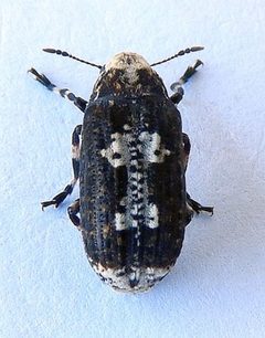 Euparius pictus by (c) jimeckert49, some rights reserved (CC BY). Used under a CC-BY license.