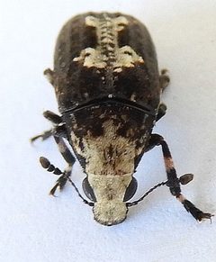 Euparius pictus by (c) jimeckert49, some rights reserved (CC BY). Used under a CC-BY license.