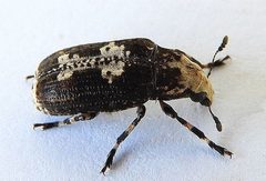 Euparius pictus by (c) jimeckert49, some rights reserved (CC BY). Used under a CC-BY license.