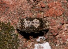 Euparius pictus by (c) Laura Gaudette, some rights reserved (CC BY), uploaded by Laura Gaudette. Used under a CC-BY license.