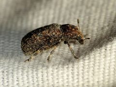 Euparius subtesselatus by (c) Katja Schulz, some rights reserved (CC BY), uploaded by Katja Schulz. Used under a CC-BY license.