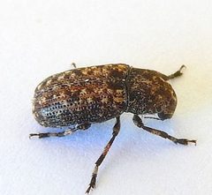 Euparius subtesselatus by (c) jimeckert49, some rights reserved (CC BY). Used under a CC-BY license.