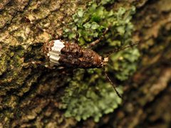 Eurymycter by (c) Katja Schulz, some rights reserved (CC BY). Used under a CC-BY license.
