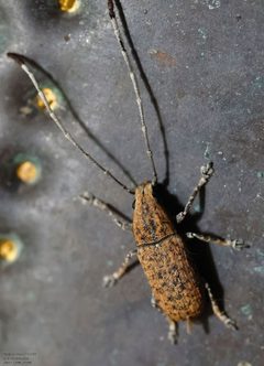 Phoenicobiella schwarzii by (c) John Rosford, some rights reserved (CC BY), uploaded by John Rosford. Used under a CC-BY license.