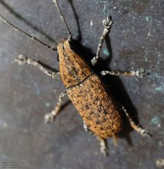 Phoenicobiella schwarzii by (c) John Rosford, some rights reserved (CC BY), uploaded by John Rosford. Used under a CC-BY license.