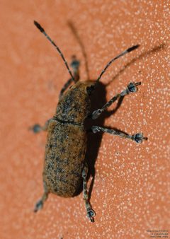 Phoenicobiella schwarzii by (c) John Rosford, some rights reserved (CC BY), uploaded by John Rosford. Used under a CC-BY license.