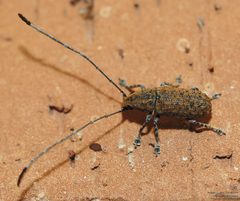 Phoenicobiella schwarzii by (c) John Rosford, some rights reserved (CC BY), uploaded by John Rosford. Used under a CC-BY license.